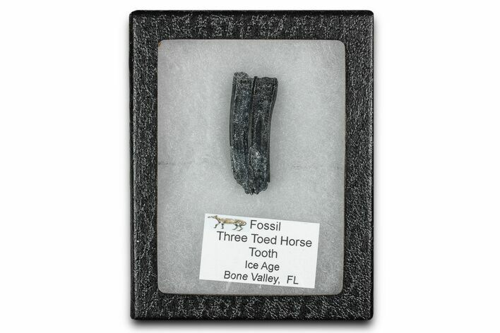 Fossil Three-Toed Horse Tooth - Bone Valley, Florida #336413
